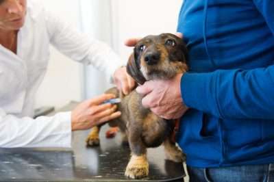 Vacunas para perros, ¿Contra que protegen?