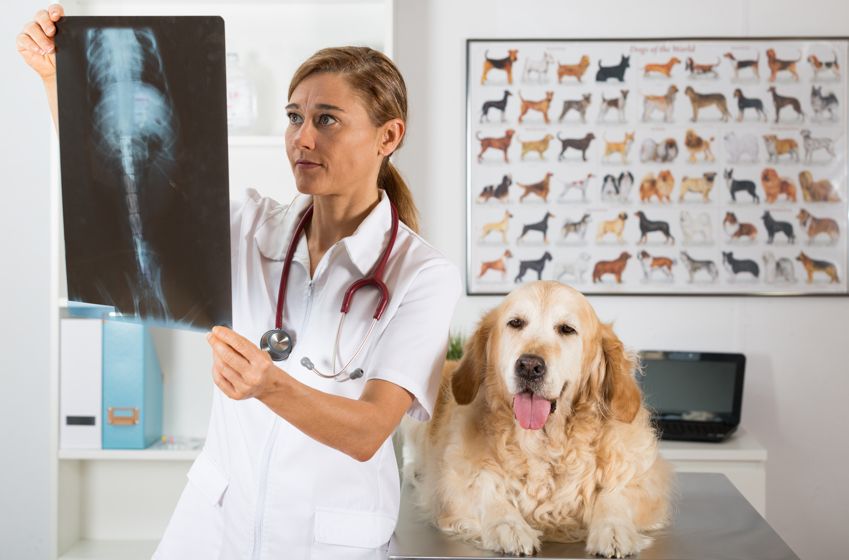 ¿Es realmente importante hacer una análisis prequirúrgico antes de operar a tu perro?