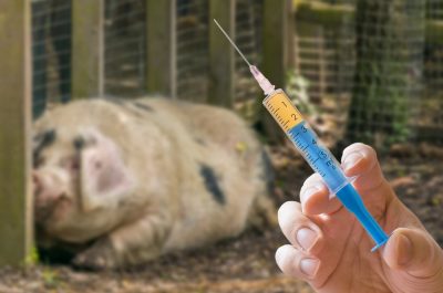 La OMS pide prohibir los antibióticos para estimular el Crecimiento de los animales